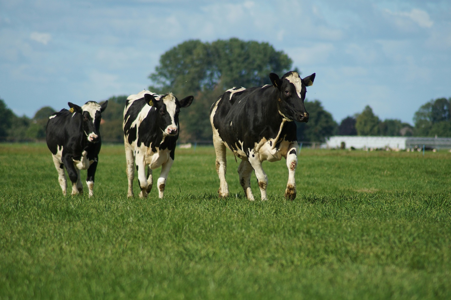 La Ferme du Bailli - Vaches dans les prairies